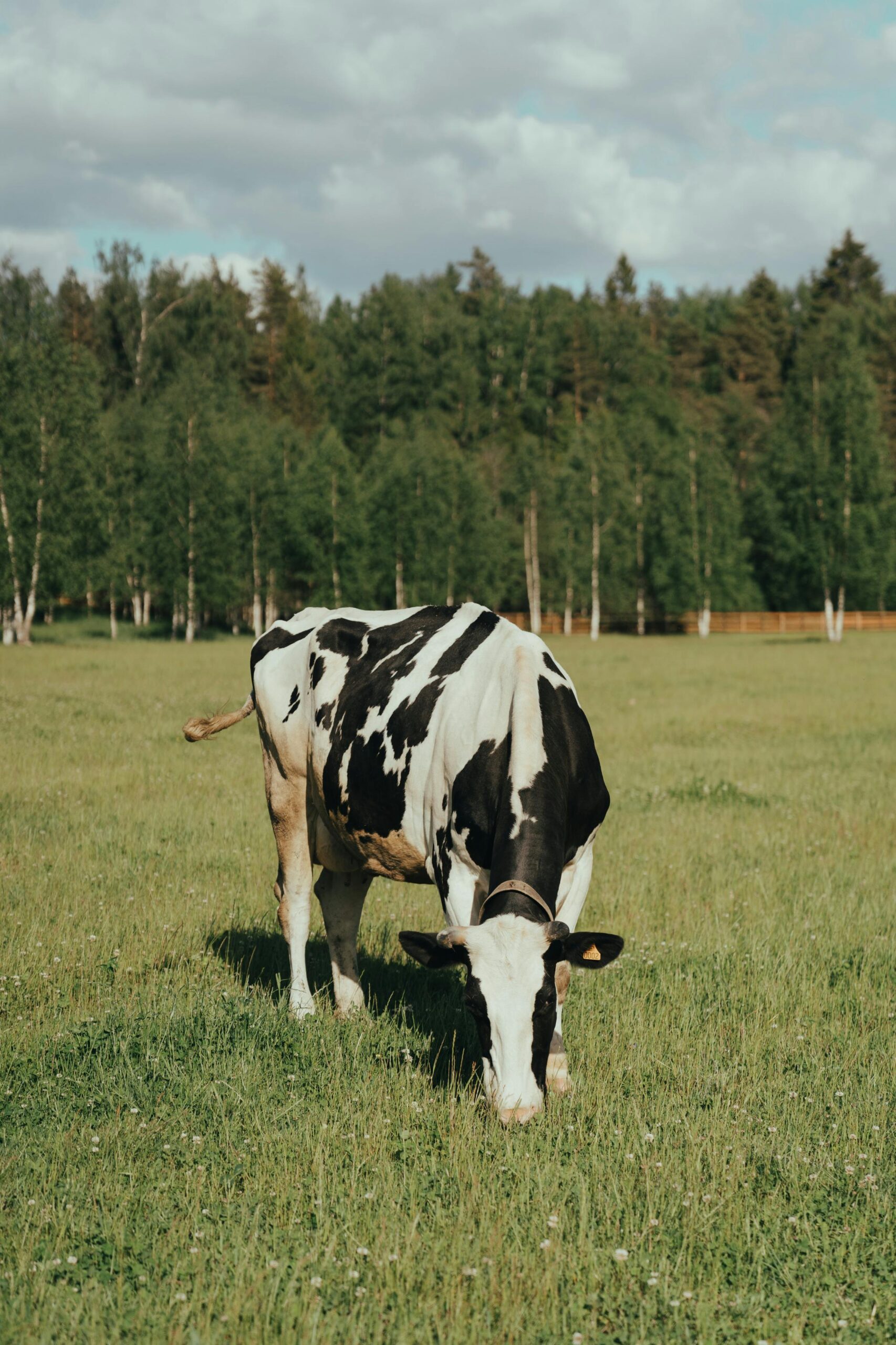 Happy New Holstein dairy cow grazing in a green field in front of a large pasture